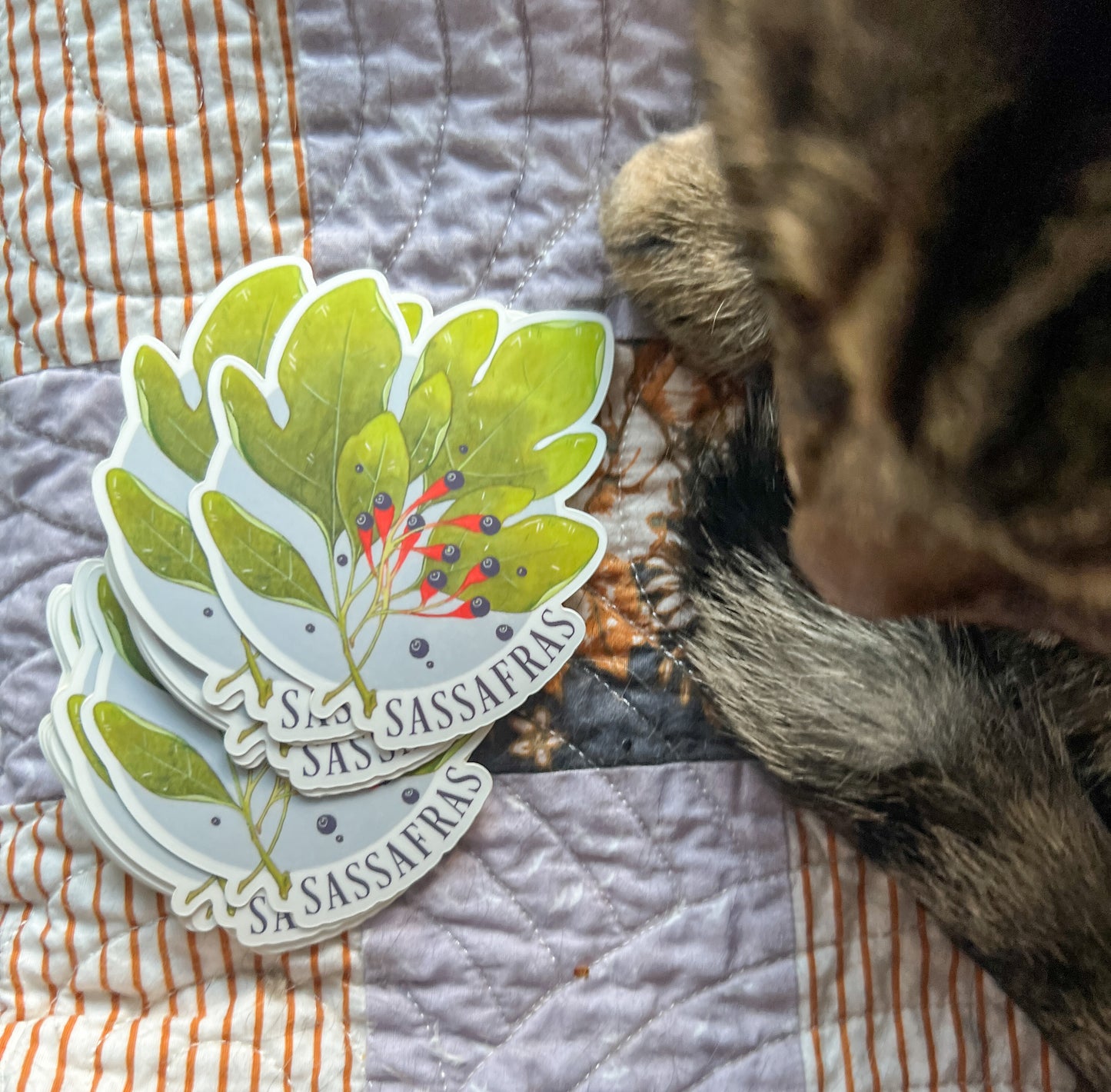 Sassafras • Sticker