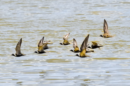 Ornithology club