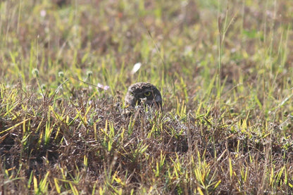 Ornithology club
