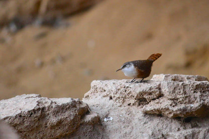 Ornithology club