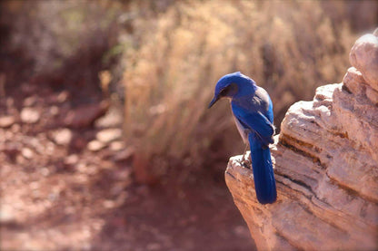 Ornithology club